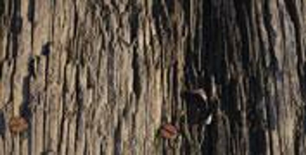 Foodiesfallguidewood