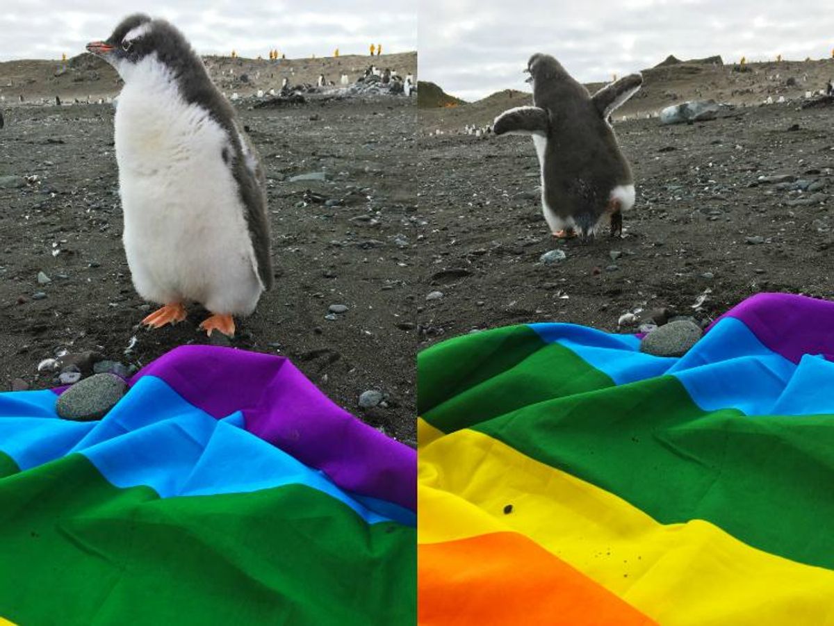 gay-penguin.jpg