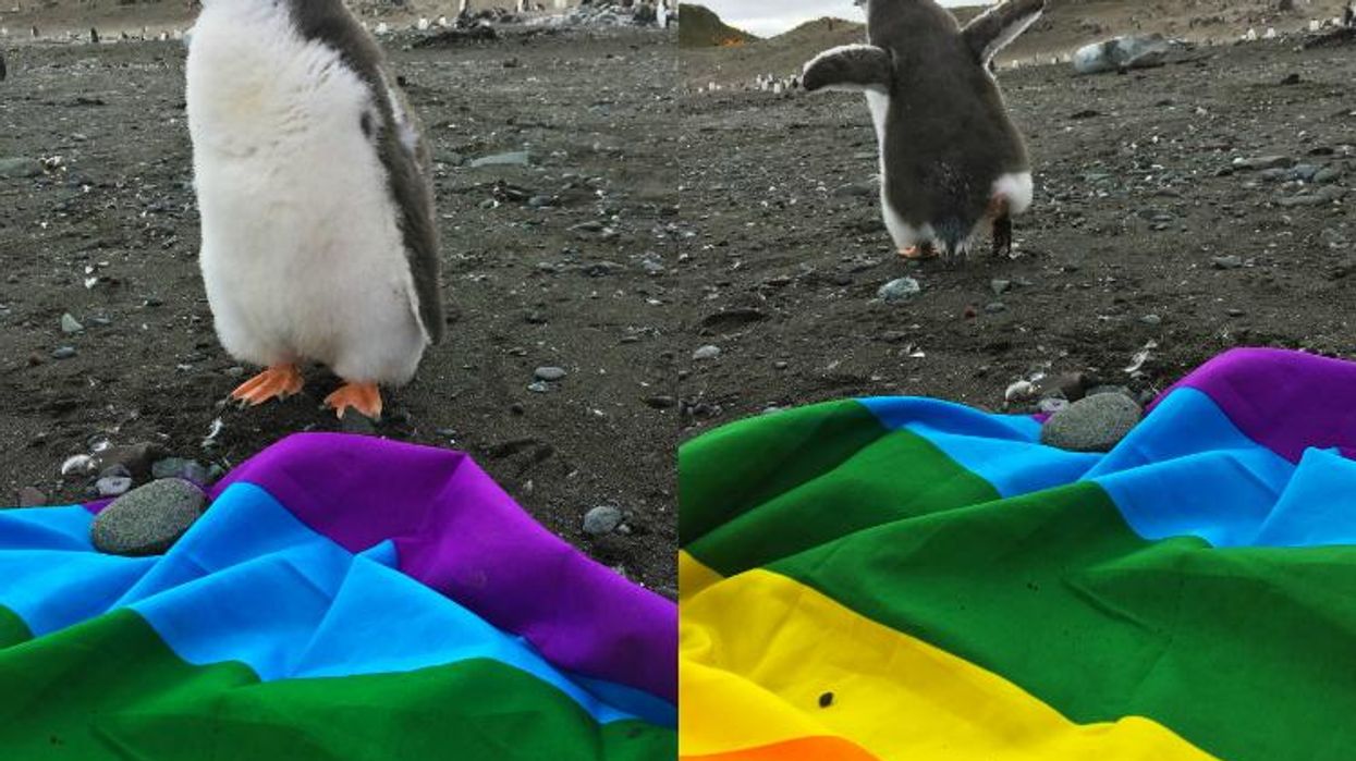 gay-penguin.jpg