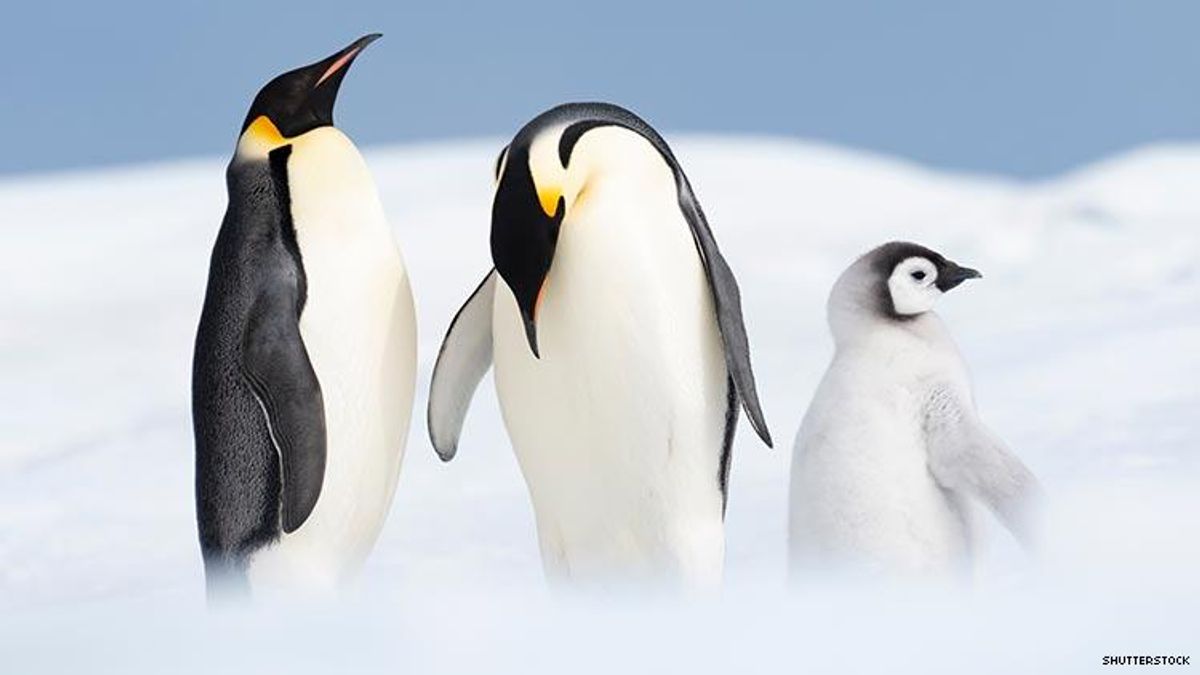 Gay Penguins Are Proud Parents - Again