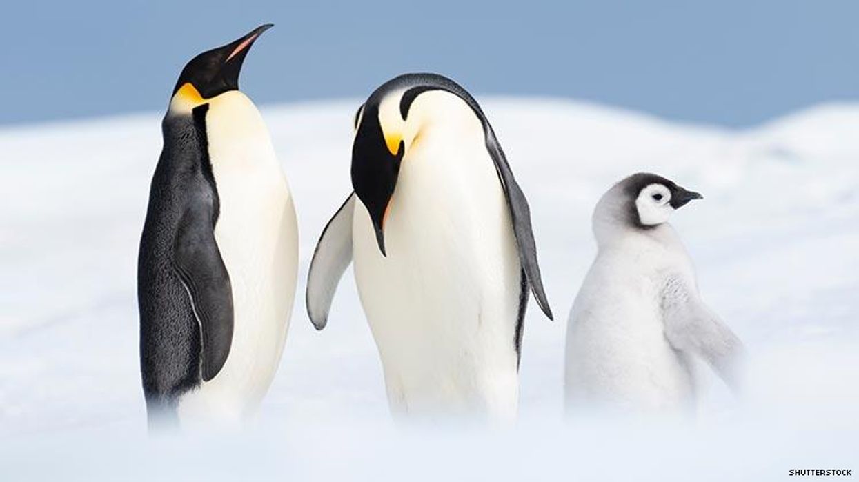 Gay Penguins Are Proud Parents - Again