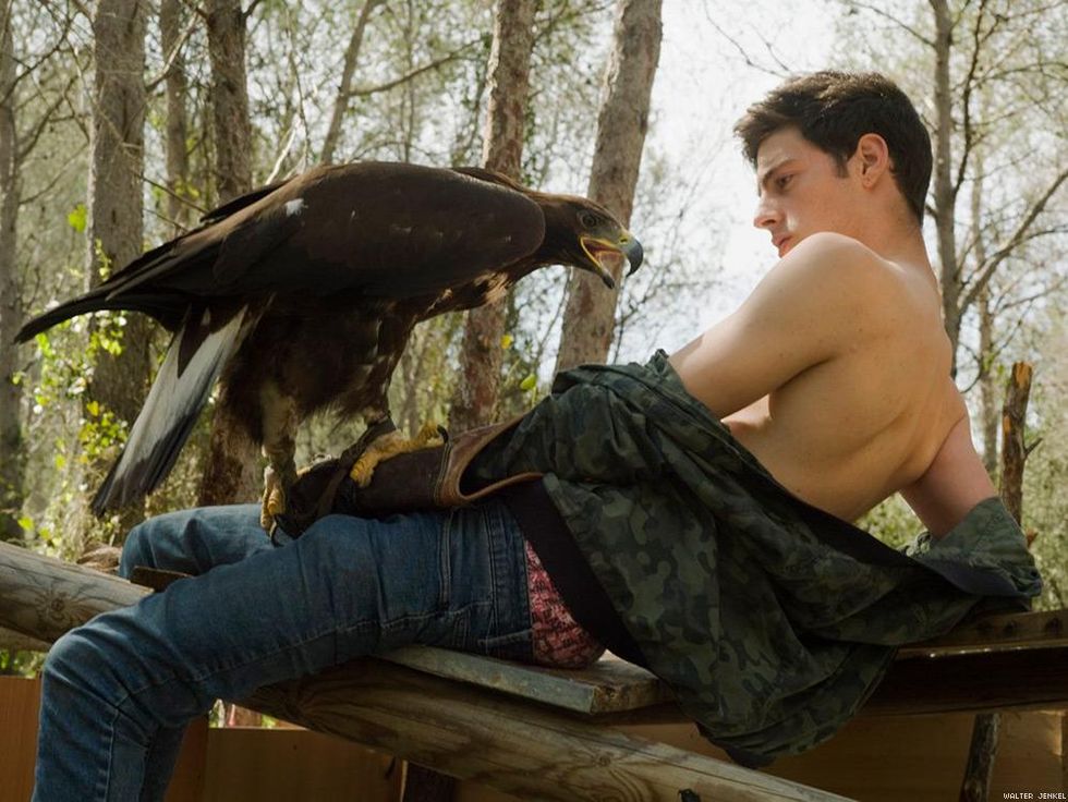 Golden eagle (Aquila chrysaetos chrysaetos)