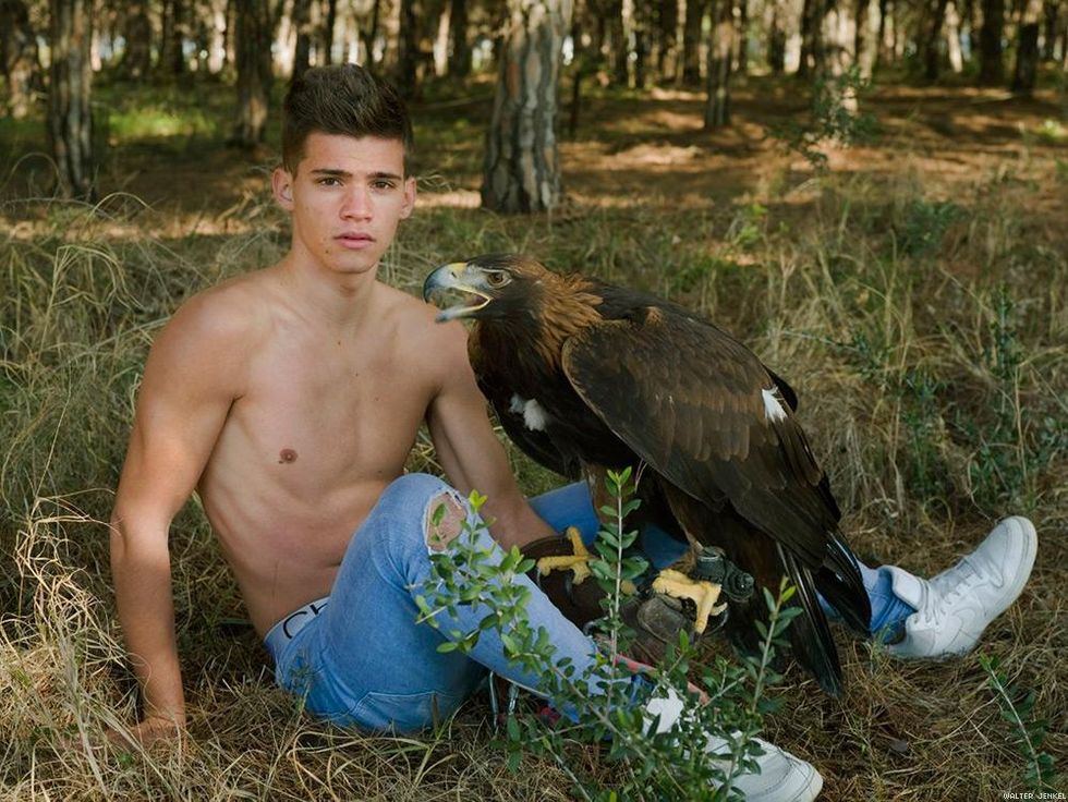 Golden eagle (Aquila chrysaetos daphanea)