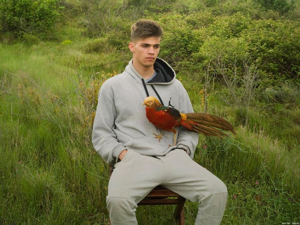 Golden pheasant (Chrysolophus pictus)
