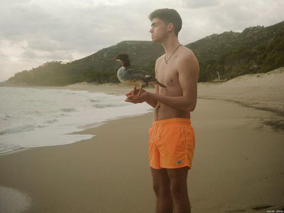 Goosander (Mergus merganser merganser)