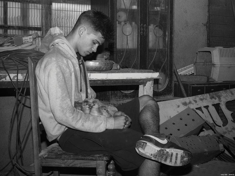 Greylag goose (Anser anser anser)