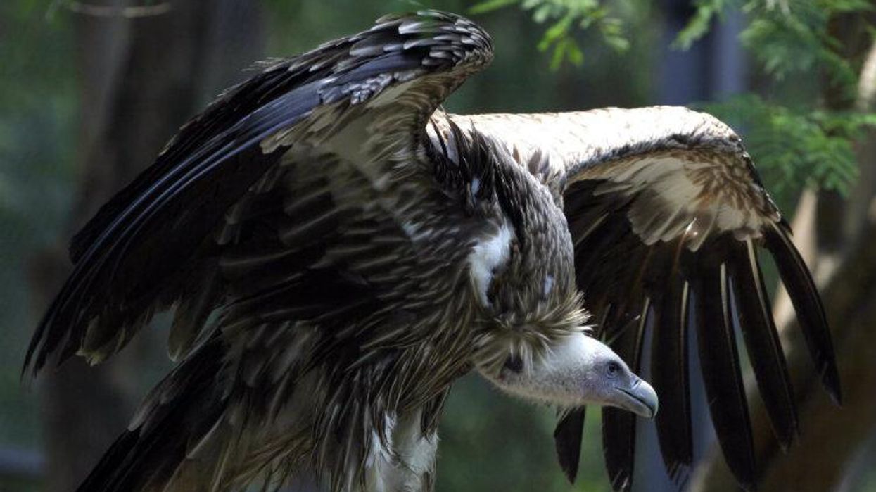 Griffon Vulture, Amsterdam, Dutch, Zoo, Gay Animals