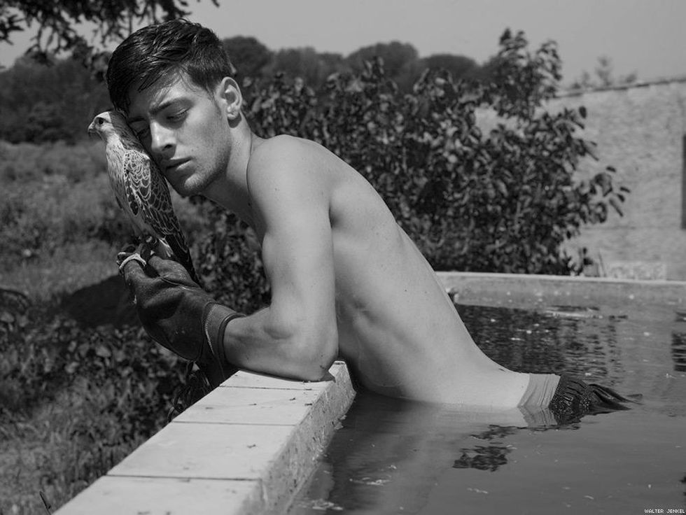 Gyr x American kestrel (Falco rusticolus x sparverius)