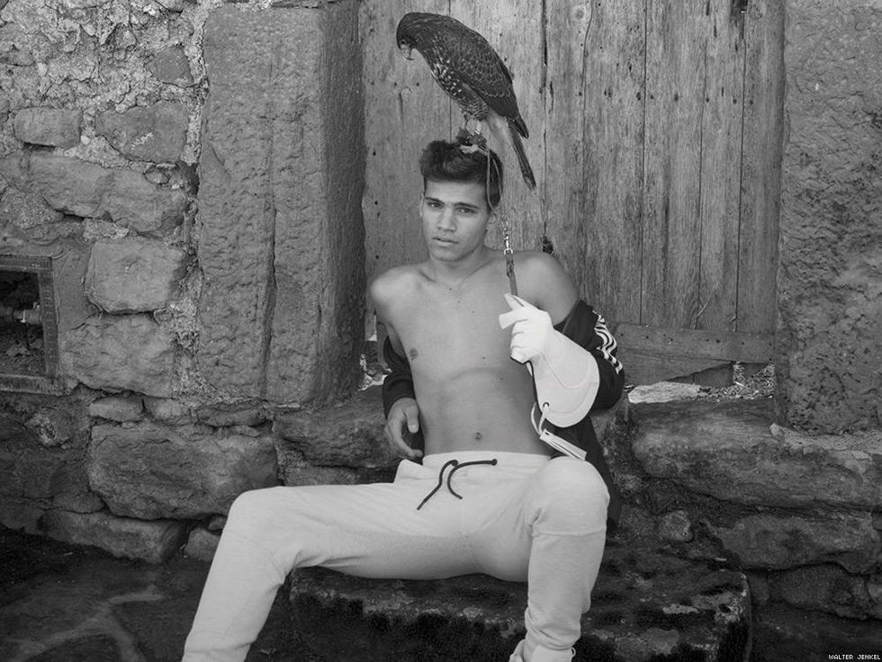 Harris's hawk (Parabuteo unicinctus)