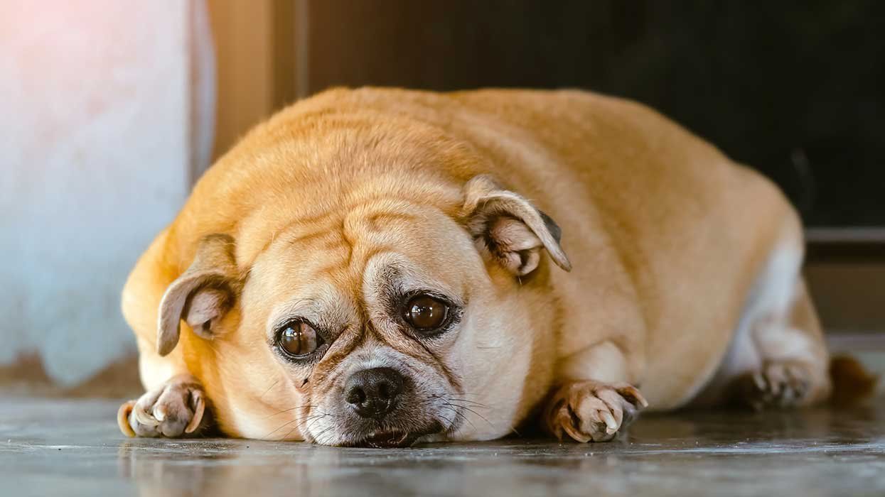 heavy brown dog in front of door