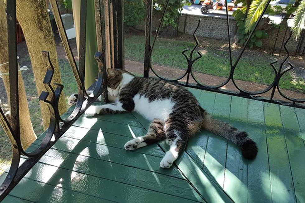 Hemingwayhousecat_forupload