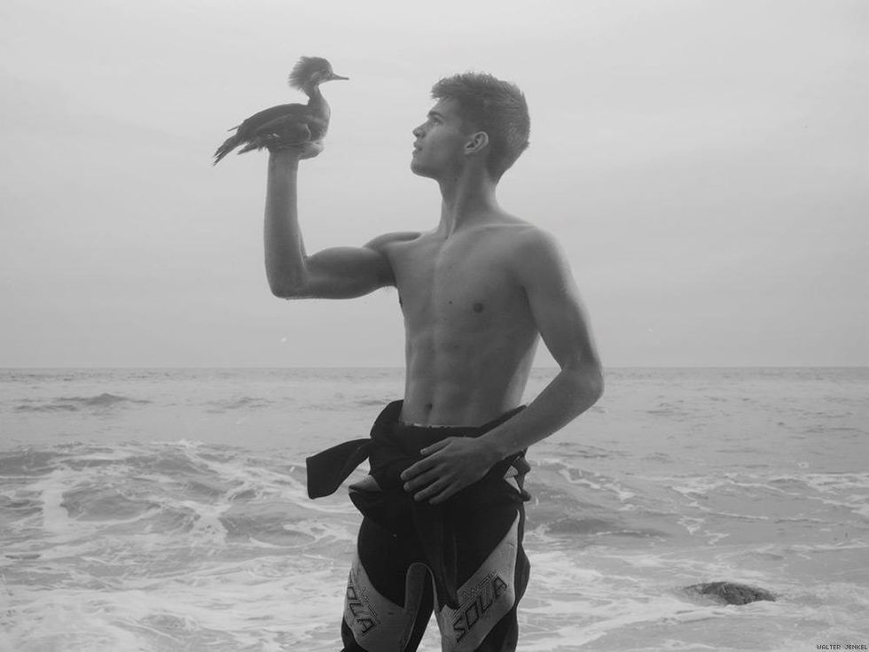 Hooded merganser (Lophodytes cucullatus)