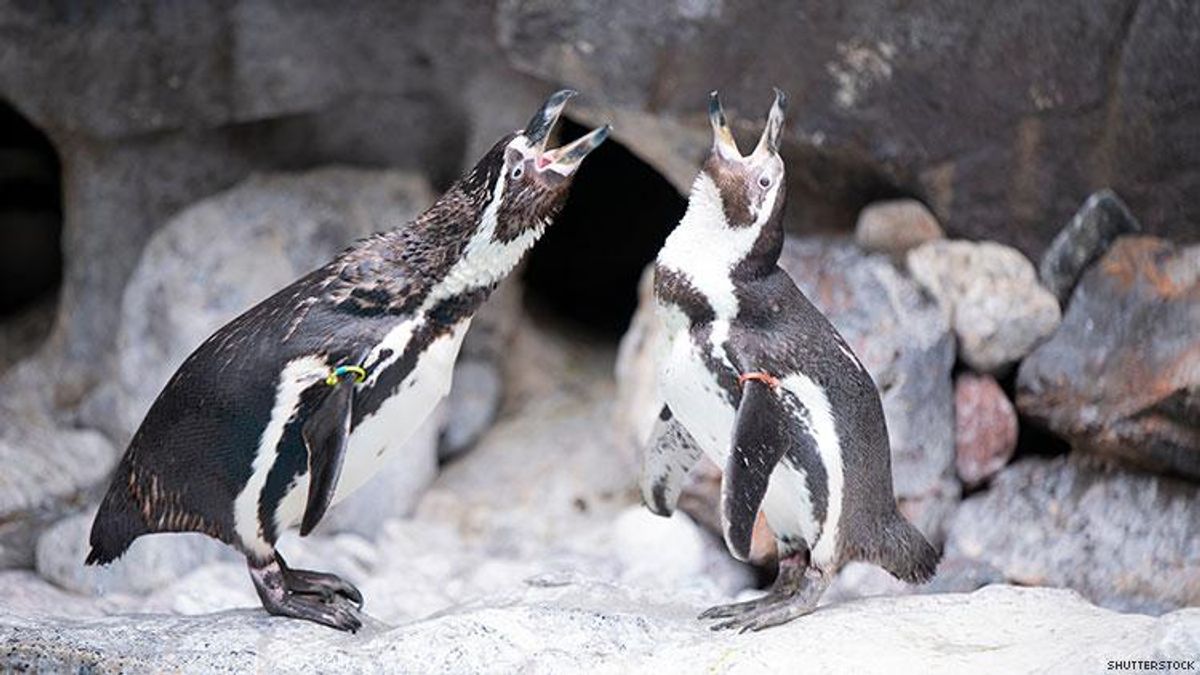 I’m Cry: These Gay Penguins Failed to Fertilize Their Adopted Egg
