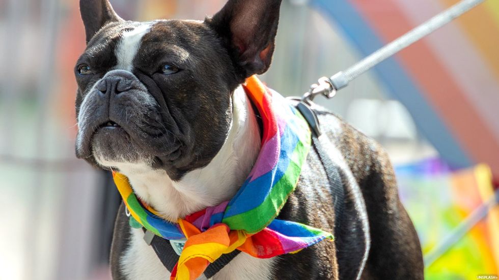Paws & Pride: Products for Your Furry Ally