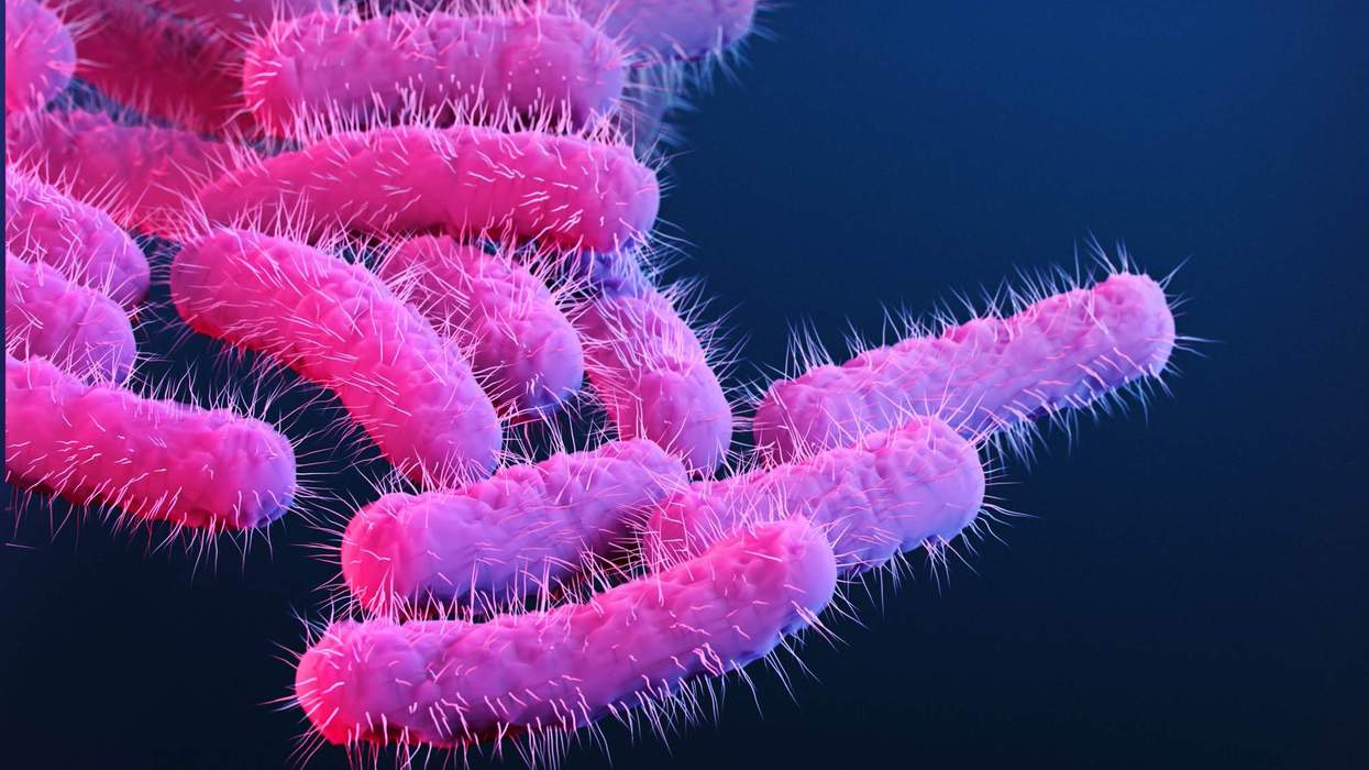 A new strain of Shigella is disproportionately impacting queer men. Why?