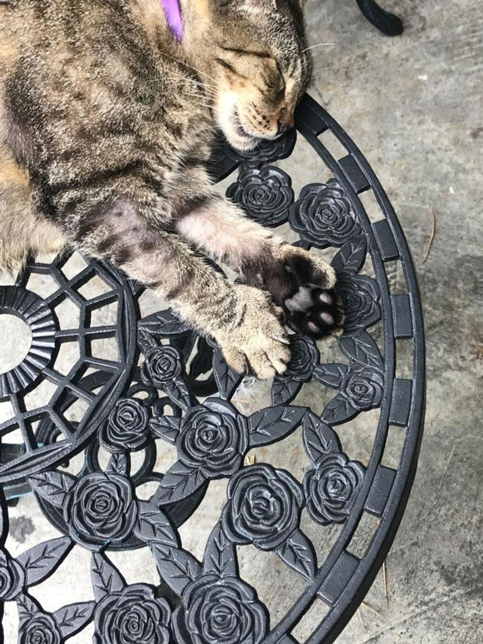 In Key West, stop by the Ernest Hemingway Home & Museum to check out his Polydactyl cats - six toes!