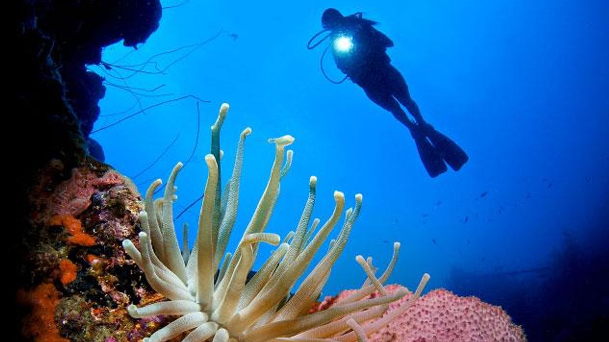 Islandlifecuracaoxcr