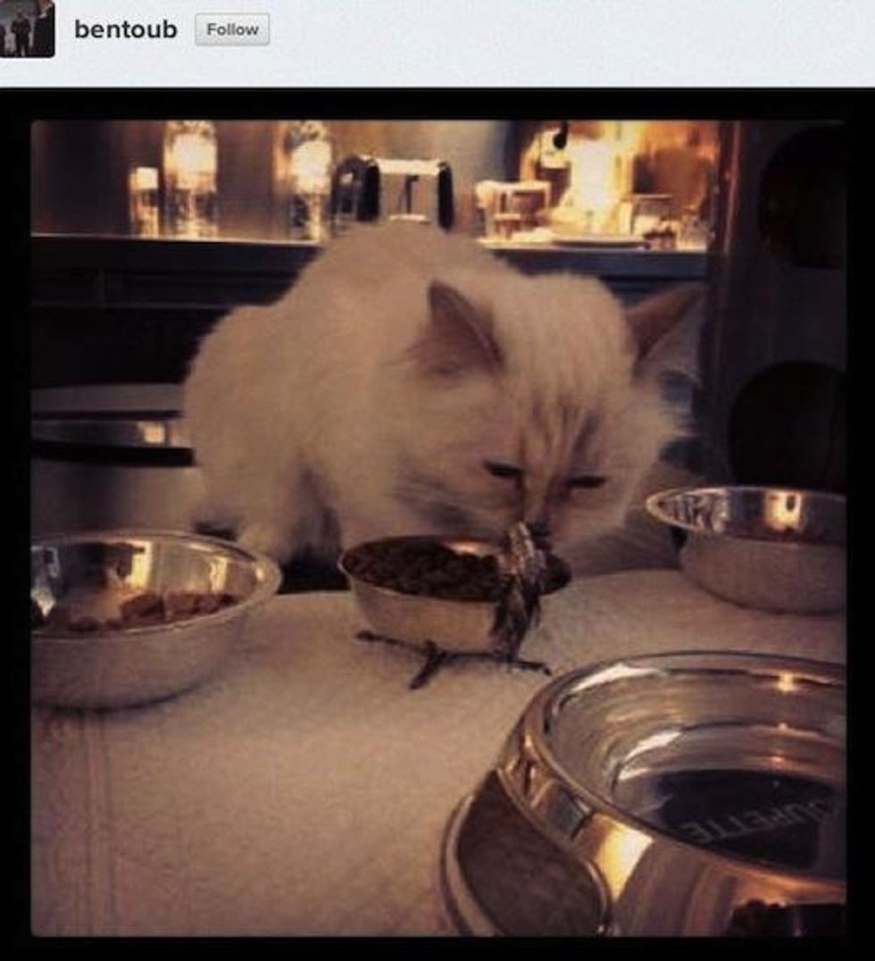 Karl-lagerfeld-cat-choupette