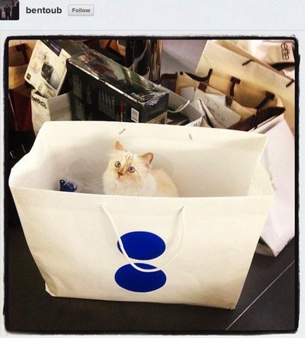 Karl-lagerfeld-cat-choupette