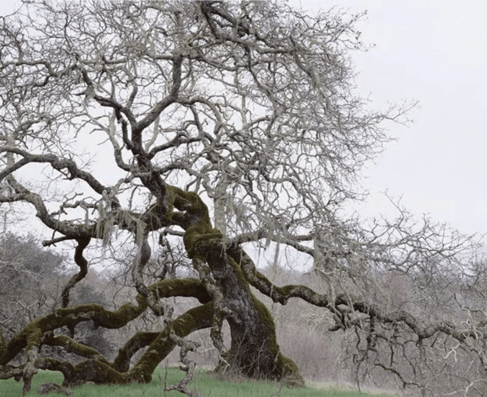 Ken Gonzales-Day\u2019s Run Up, a black-and-white photograph of a large tree standing alone in a California landscape.