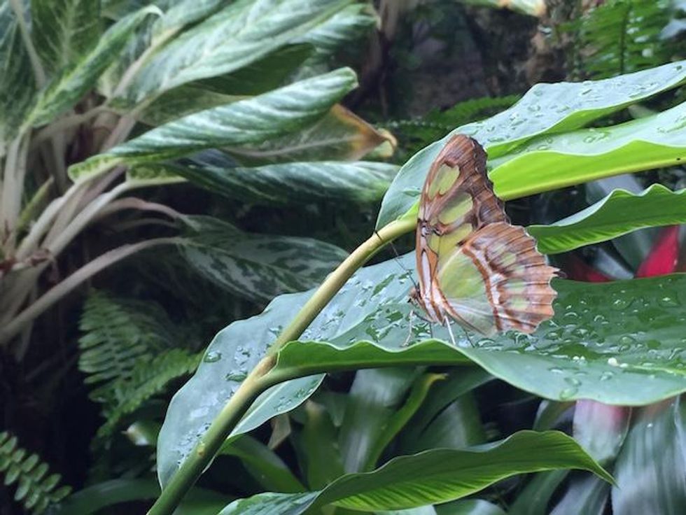 Key West Butterfly and Nature Conservatory