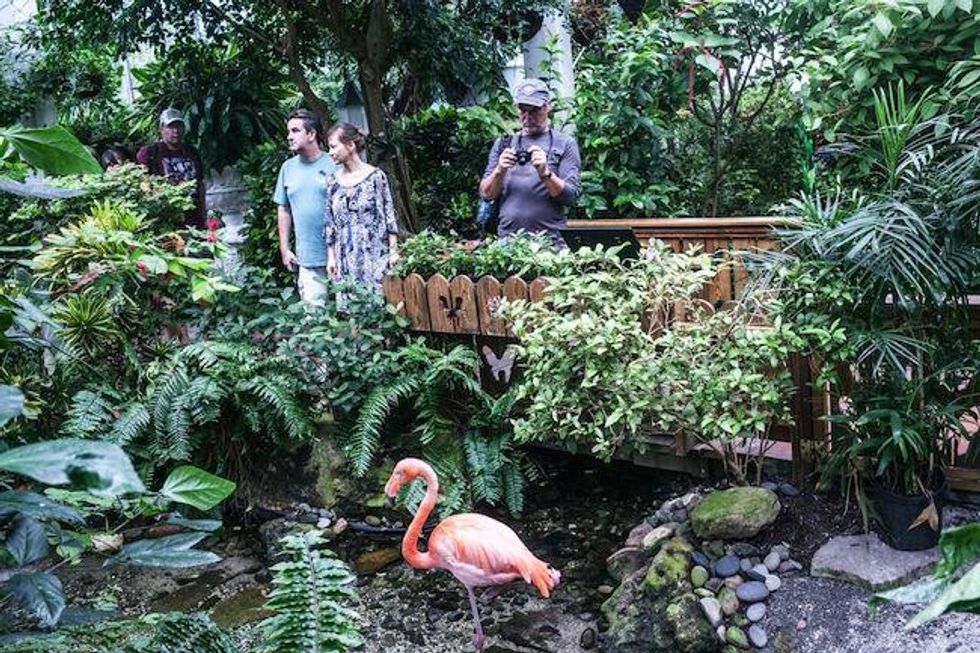 Key West Butterfly and Nature Conservatory
