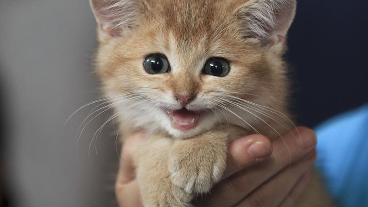 Kitten