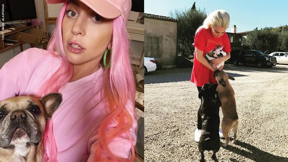 Lady Gaga wit her dogs
