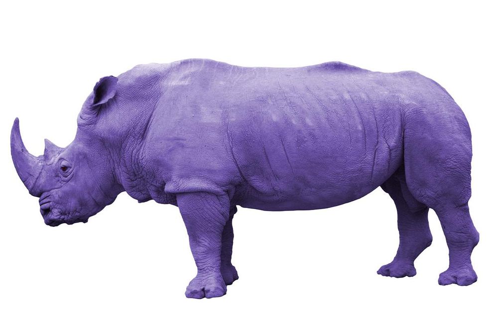 Lavender Rhinoceros