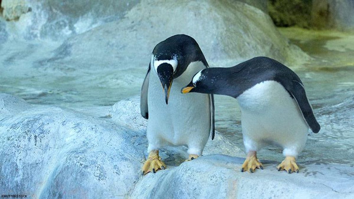 male penguins