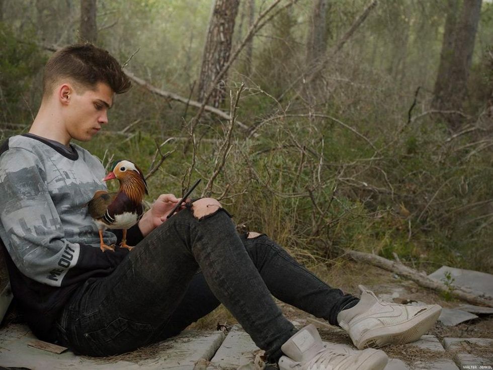 Mandarin duck (Aix galericulata)