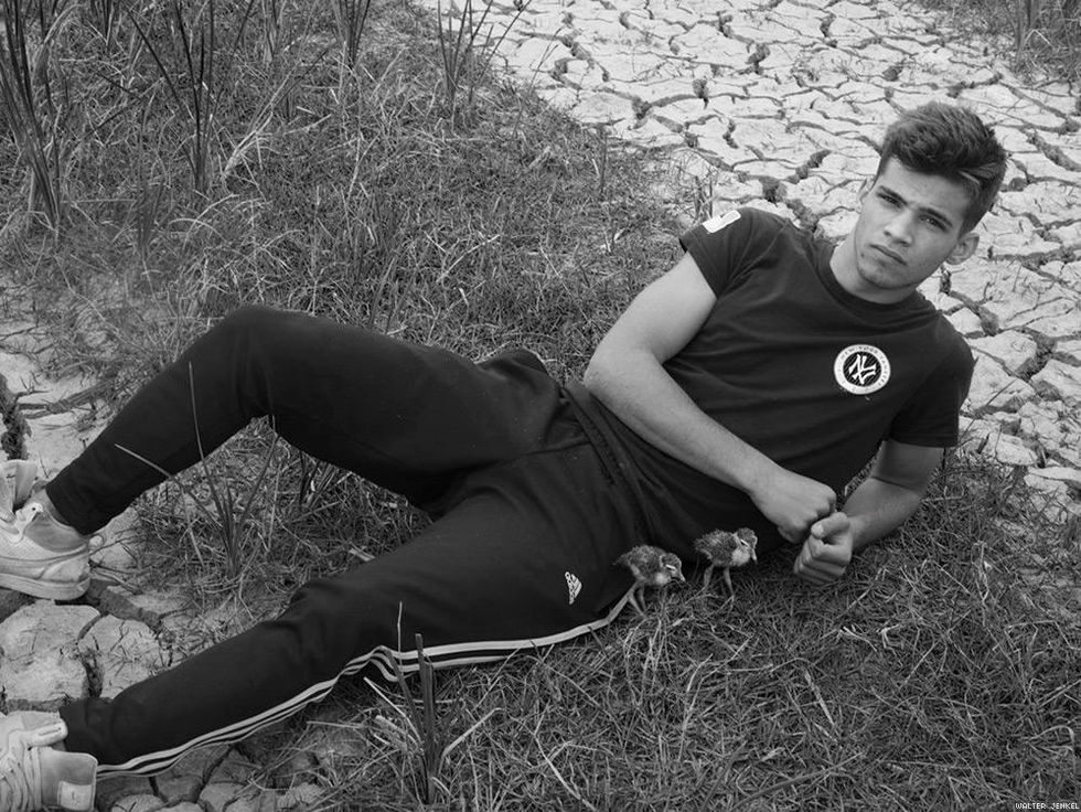 Masked lapwing (Vanellus miles)