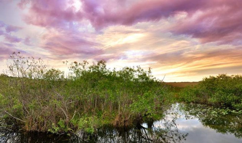 Miami_everglades