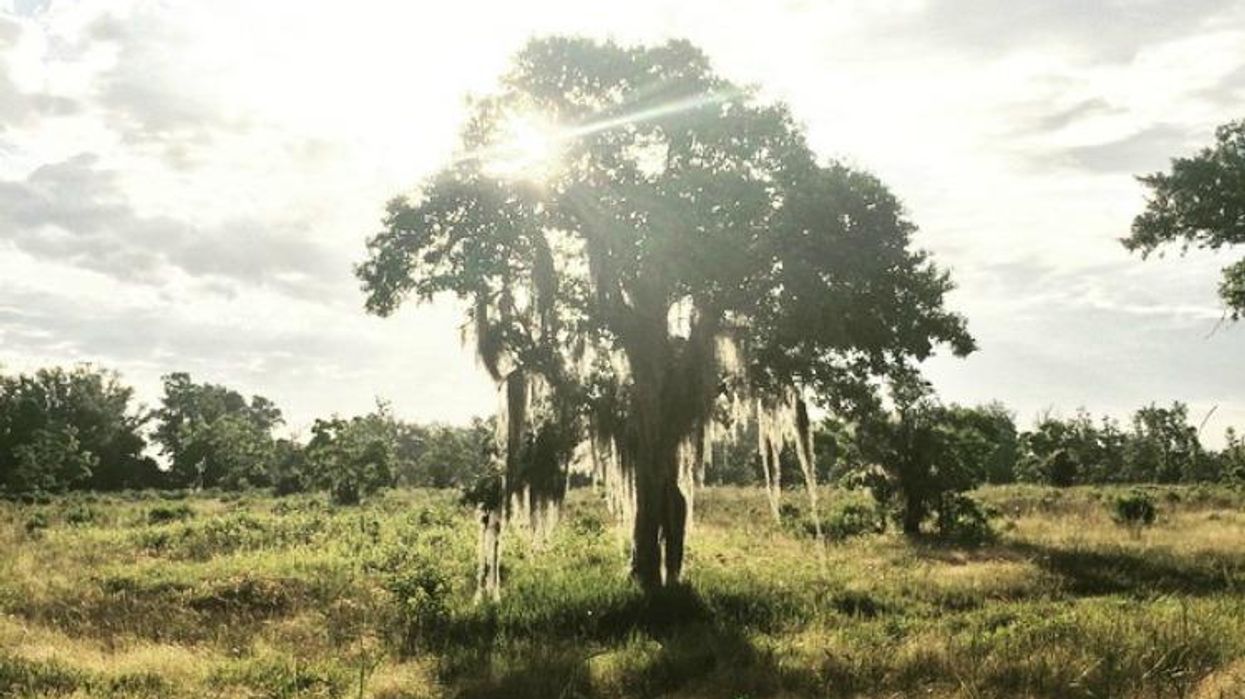 mississippi tree