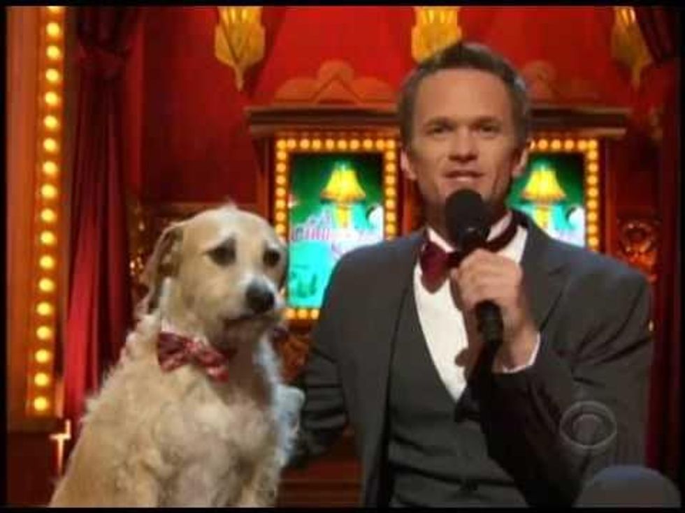 neil patrick harris dog