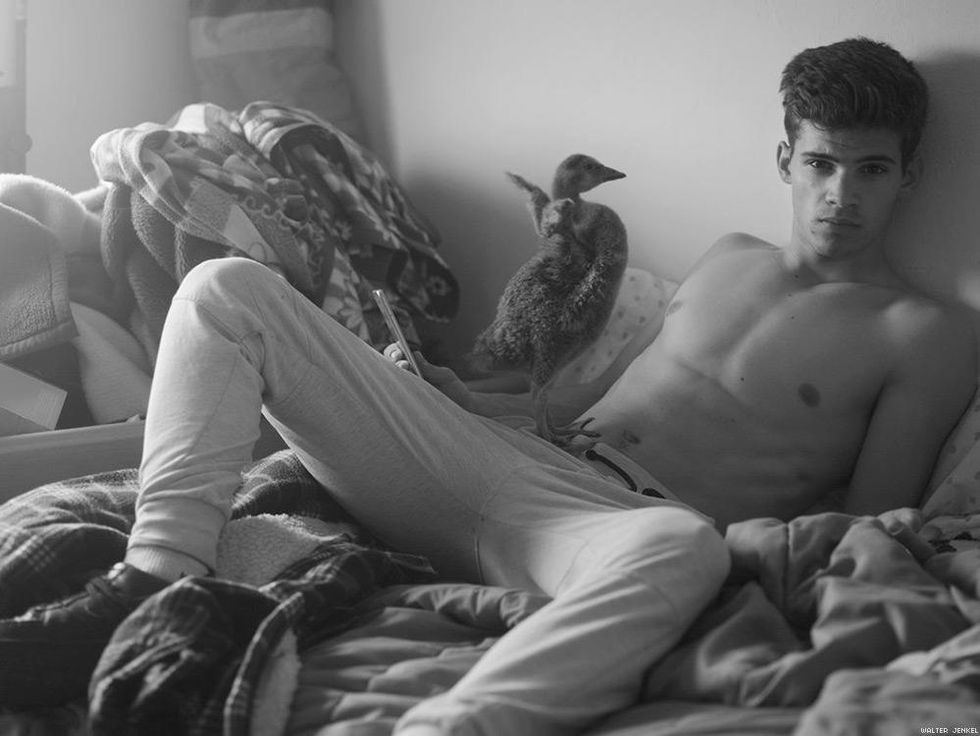 Nene (Branta sandvicensis)