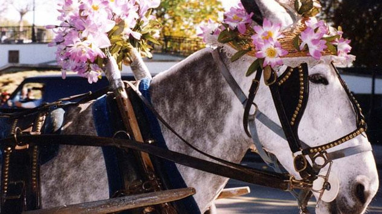 Neworleanshoneymoonx633_0