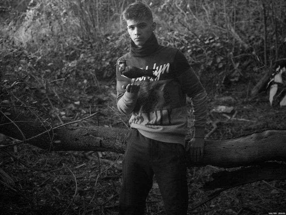Northern lapwing (Vanellus vanellus)
