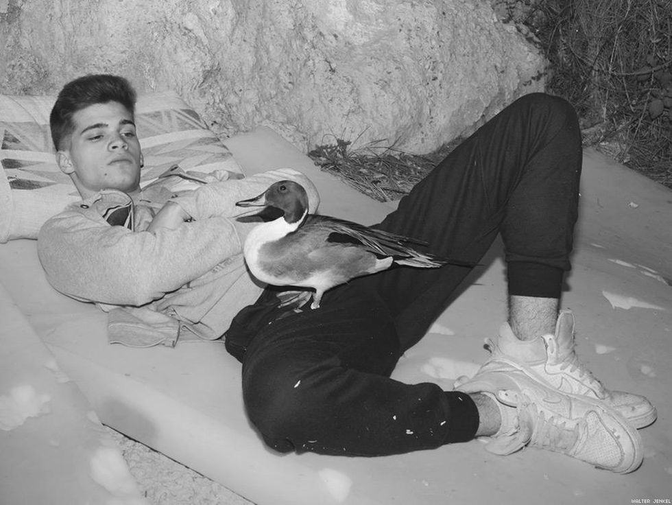 Northern pintail (Anas acuta)