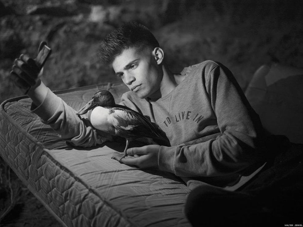 Northern shoveler (Anas clypeata)