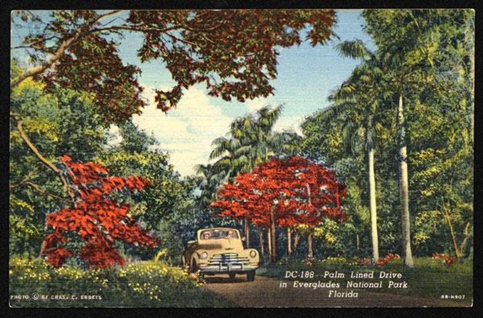 "Palm lined drive in the Everglades National Park, Florida"