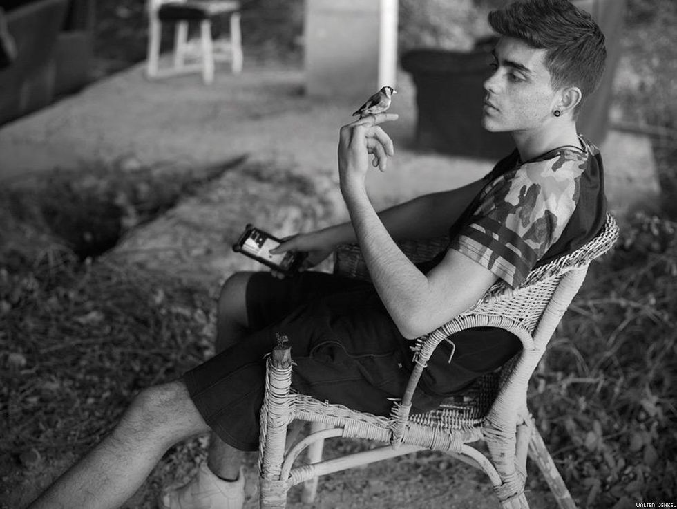 Parva goldfinch (Carduelis carduelis parva)