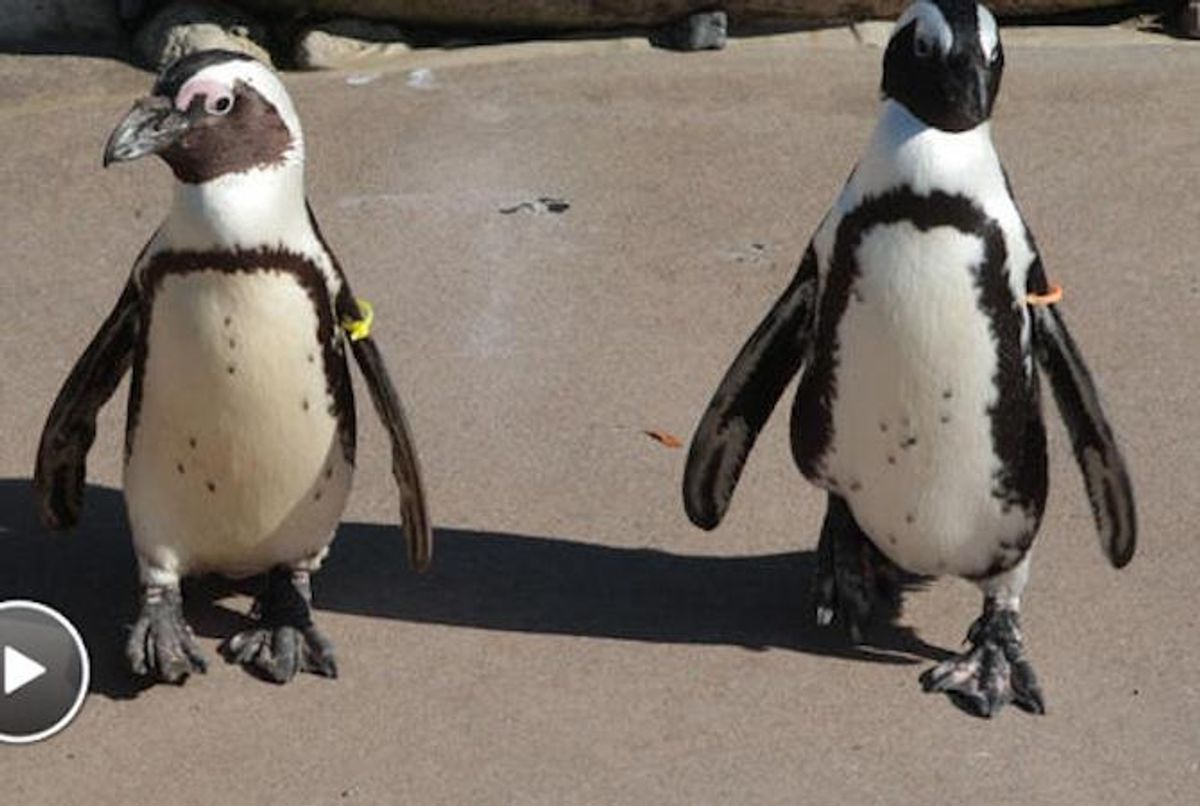 Penguins-rotator