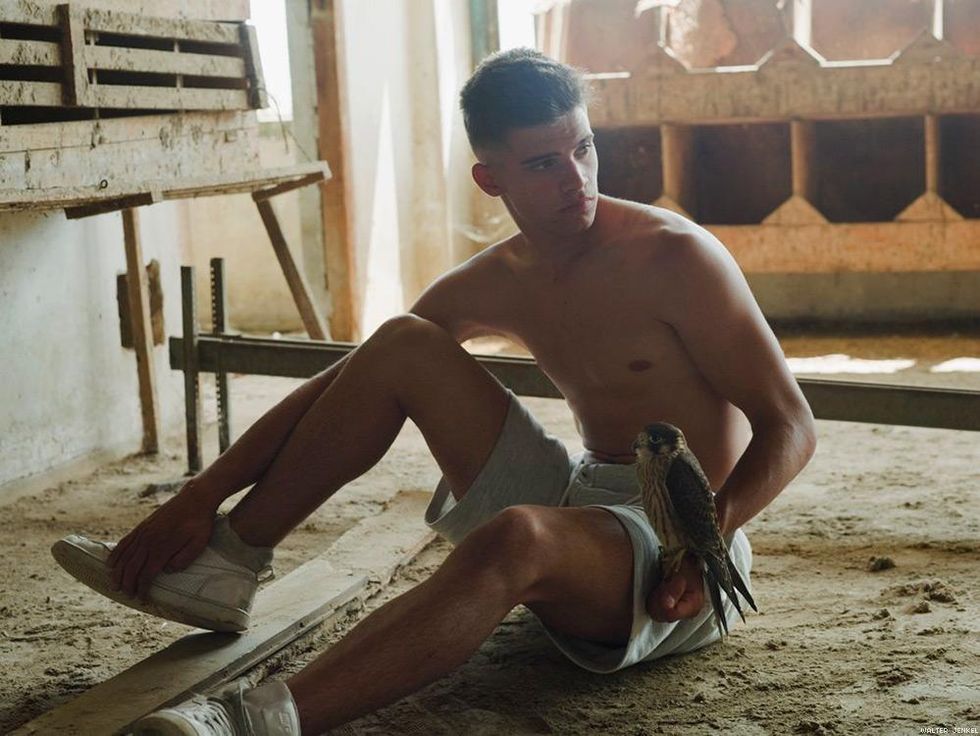 Peregrine x american kestrel (Falco peregrinus x sparverius)