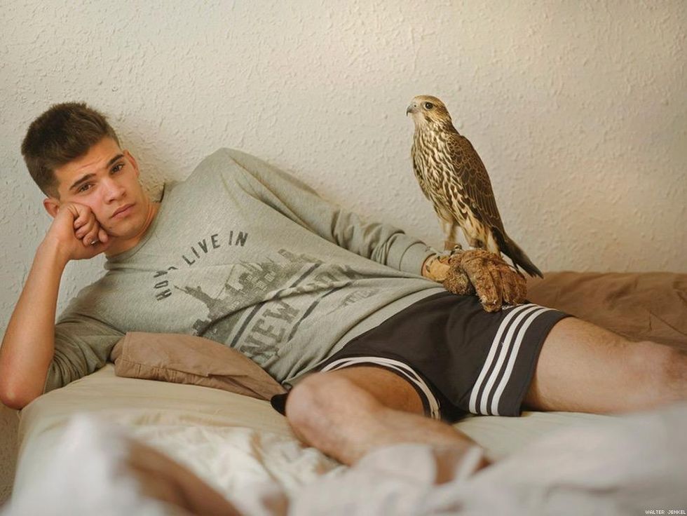 Peregrine x Saker falcon (Falco peregrinus x cherrug)