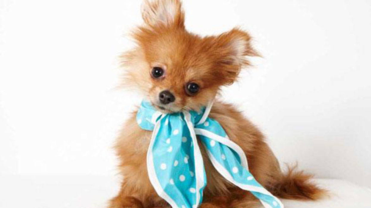 Phibbs-humanesociety-slideshow