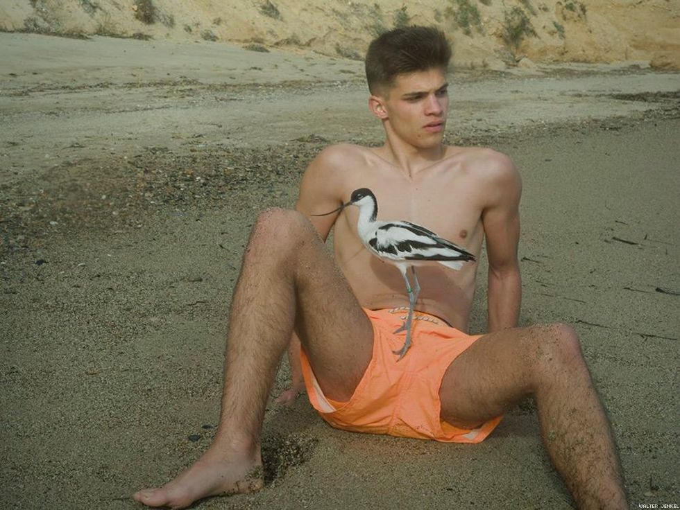 Pied avocet (Recurvirostra avosetta)