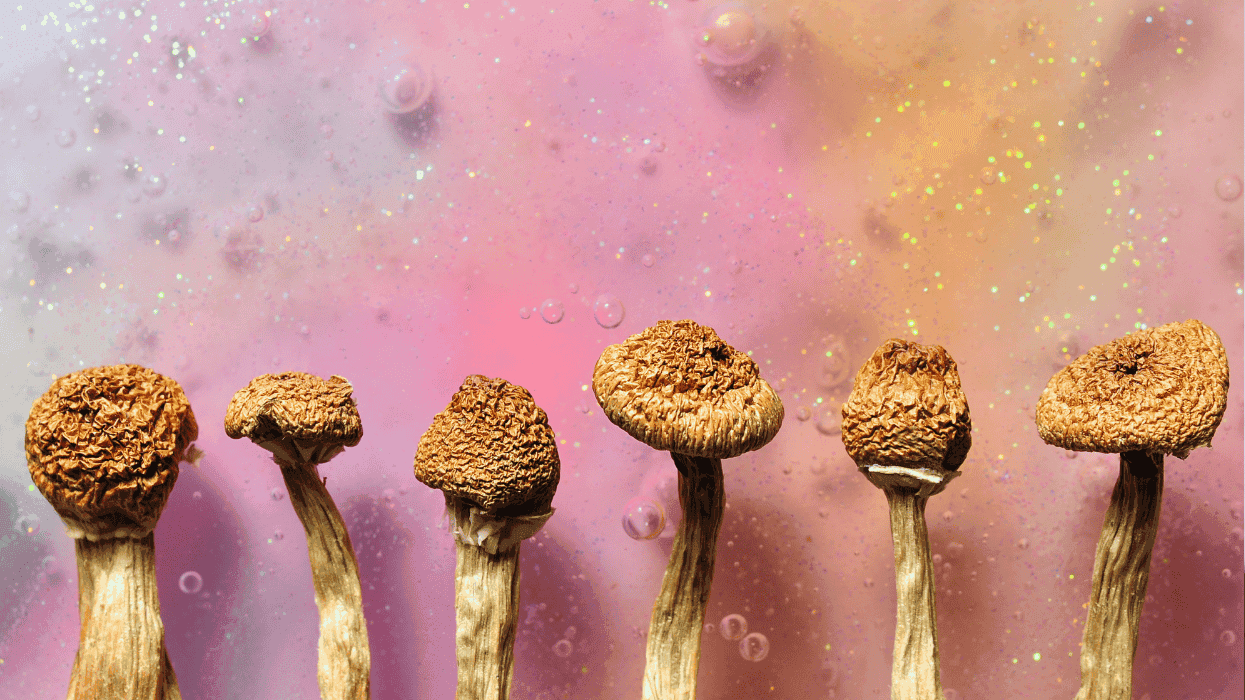 Psilocybin mushrooms