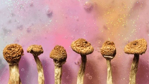 Can magic mushrooms help the gay meth crisis?
