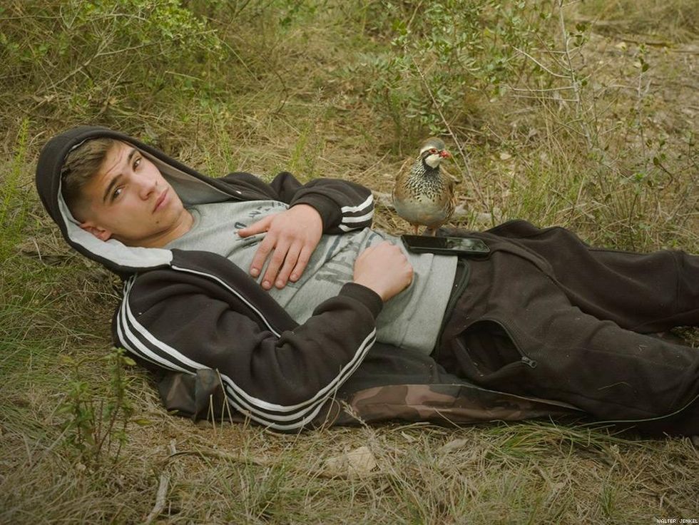 Red-legged partridge (Alectoris rufa hispanica)
